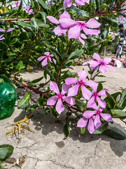 Pink Flowers in Bloom Outdoors ,Vibrant Pink Geranium Blooms