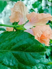 Close-up of peach hibiscus flower with green leaf in natural garden