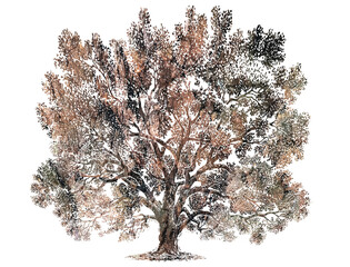 silhouette of oak tree filled with pattern or texture from photo of a rock wall