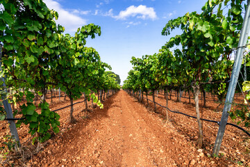 Bodega in Spanien, Mallorca
Erlesene Weine direkt vom Winzer