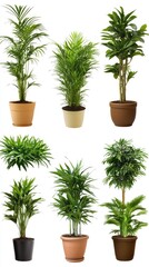 A vibrant collection of lush potted plants displayed on a bright, clear background, showcasing nature's beauty and tranquility in various arrangements