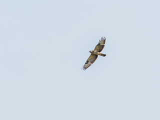 Pale common buzzard
Common buzzard