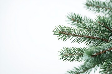 Obraz premium This studio shot offers a closeup of a conifer branch, ideal for enhancing Christmas decorations and adding a natural touch to your home, creating a festive atmosphere for the holiday season