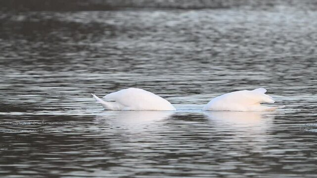 Mute Swan Cygnus olor swimming and feeding in the Lake. Close-Up in Slow Motion.