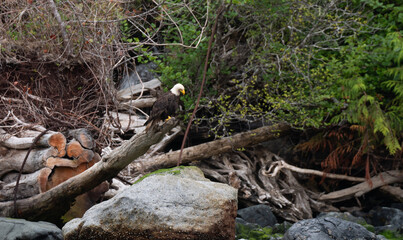 bald eagle