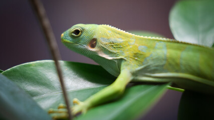 lizard on a leaf
