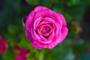 A bright pink rose flower on a green bush. Juicy roses in the summer garden.