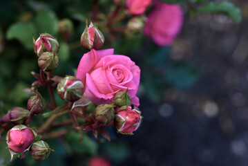 A bright pink rose flower on a green bush. Juicy roses in the summer garden.
