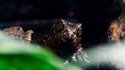 Lizard 2