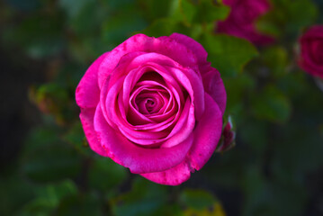 A bright pink rose flower on a green bush. Juicy roses in the summer garden.