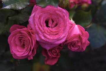 A bright pink rose flower on a green bush. Juicy roses in the summer garden.