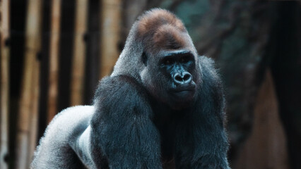 Gorilla 2