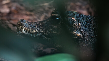 portrait of a crocodile