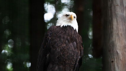 american bald eagle