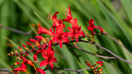 red and yellow flower