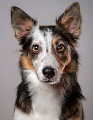 Primer plano, Retrato de la cara de un bonito perro. Foto estudio