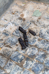 Dried Feces on a Cobblestone Path with Worn Stones and Leaves