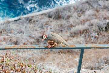 Barbary Partridge in Tenerife, Spain. Alectoris barbara with ocean as background. Gamebird in the...
