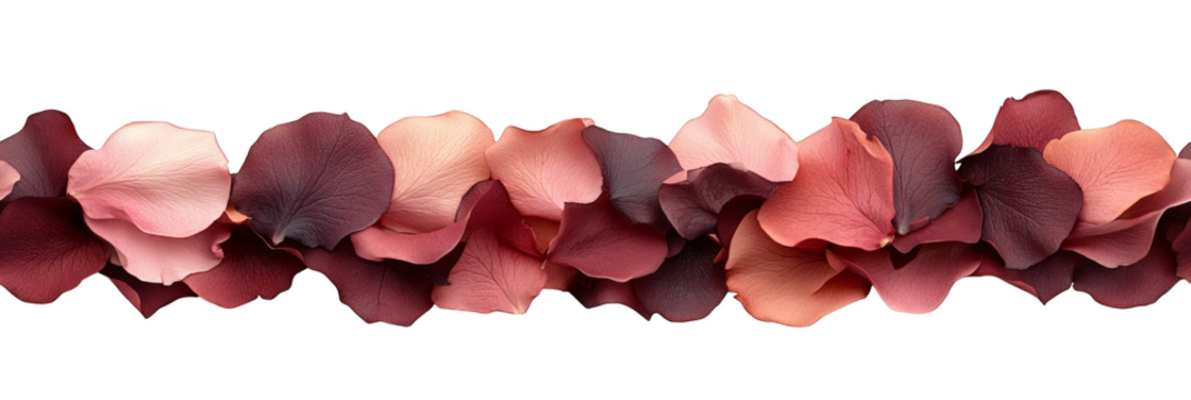 Colorful rose petals arranged elegantly along a horizontal line seamless pattern transparent background