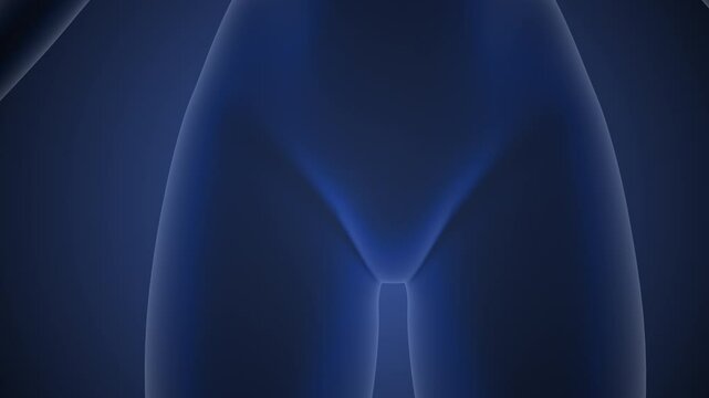 Medical concept of the human pelvic pain syndrome animation