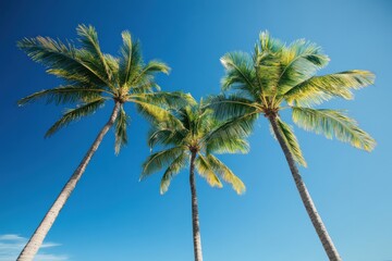 Three Palm Trees Against a Blue Sky