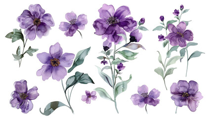 
Variation
31w


Hand painted watercolor purple flower set nature on white background. Watercolor artwork illustration for Valentine day, Mother day, wedding, save date card, birthday or annivers