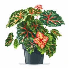 Fototapeta premium A vibrant begonia plant displayed in a dark pot, showcasing glossy leaves and bright flowers, on a plain white background