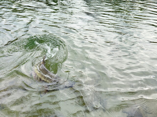 Native or wild chum salmon being reeled in on the Skagit river Washington state. Catch and release...