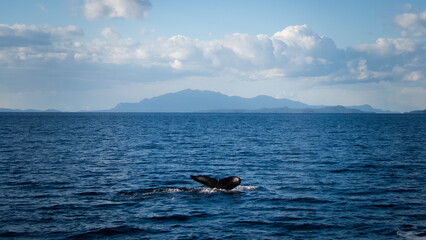 Whale on ocean