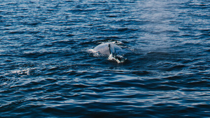 Fototapeta premium Whale fin