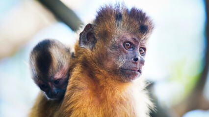 Obraz premium mommy monkey