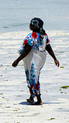 Jambiani, Zanzibar -October 2024: Woman harvesting seaweed during low tide