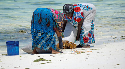 Jambiani, Zanzibar -October 2024: Woman harvesting seaweed during low tide