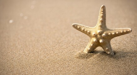 Serene starfish on sandy beach at golden hour