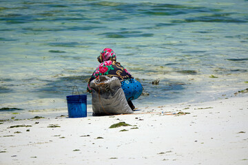 Jambiani, Zanzibar -October 2024: Woman harvesting seaweed during low tide