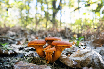Seasonal natural scene, Tribec mountain range, Slovakia
