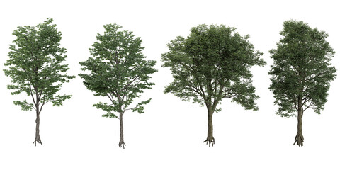 3d illustration of Black Locust Blossom Tulip Poplar,Eucalyptus trees isolated on transparent canvas © Saifstock