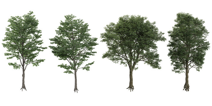 3d illustration of Black Locust Blossom Tulip Poplar,Eucalyptus trees isolated on transparent canvas