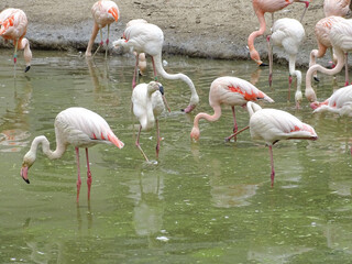 Group of flamingos in the water