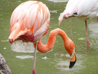 Pink flamingo in water during summer
