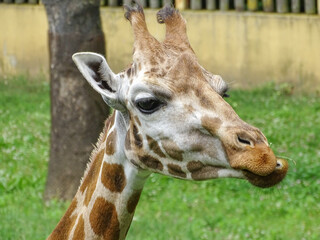 The head of a giraffe. Giraffe
