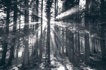 Naklejka premium rays of the sun