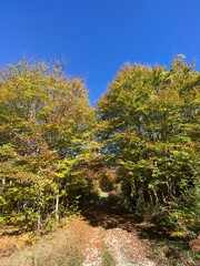 Fototapeta premium Sunlight filters through autumn leaves, casting a vibrant canopy over a peaceful forest trail