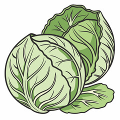 cabbage isolated on white background