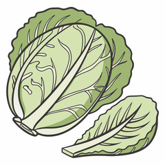 cabbage isolated on white