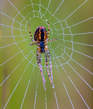 Spider Sits in a Web, Mistylaw Muir , Renfrewshire, Scotland, UK