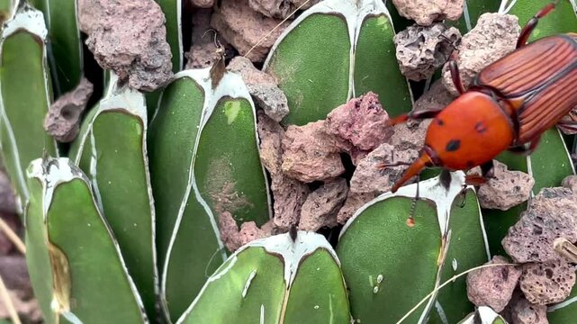 Palm weevil makes its way among the leaves of a succulent. Close-up. Spain. Majorca Island. Sant Ponsa Beach.
