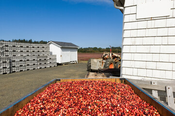 Cranberry harvest on a farm near Grays Harbor in Oregon in October, Pacific Northwest, USA