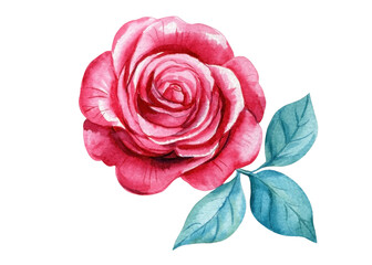 Pink flower and blue leaves. Rose branch watercolor hand-painted, botanical floral isolated background. Shabby chic art