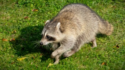 Naklejka premium Cutie raccoons seeking food at house backyard